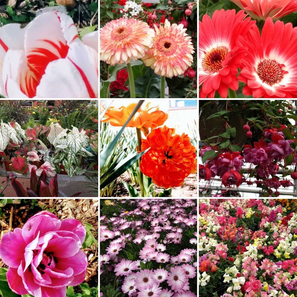 Mount Forest Greenhouses | 460 Durham St E, Mount Forest, ON N0G 2L2, Canada | Phone: (519) 323-1400