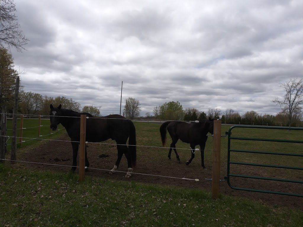 Teaselwood Stable | 1847 Old Prescott Rd, Greely, ON K4P 1L3, Canada | Phone: (613) 292-4906