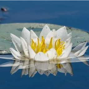 Global Psychics | 128 Glenroy Crescent, London, ON N5Z 4H7, Canada | Phone: (519) 681-7779