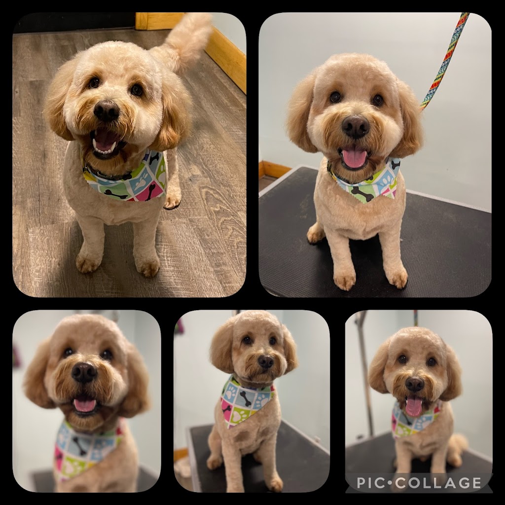 Bath & Doggy Works Grooming | 2558 25th Side Rd, Innisfil, ON L9S 3V2, Canada | Phone: (705) 321-3272
