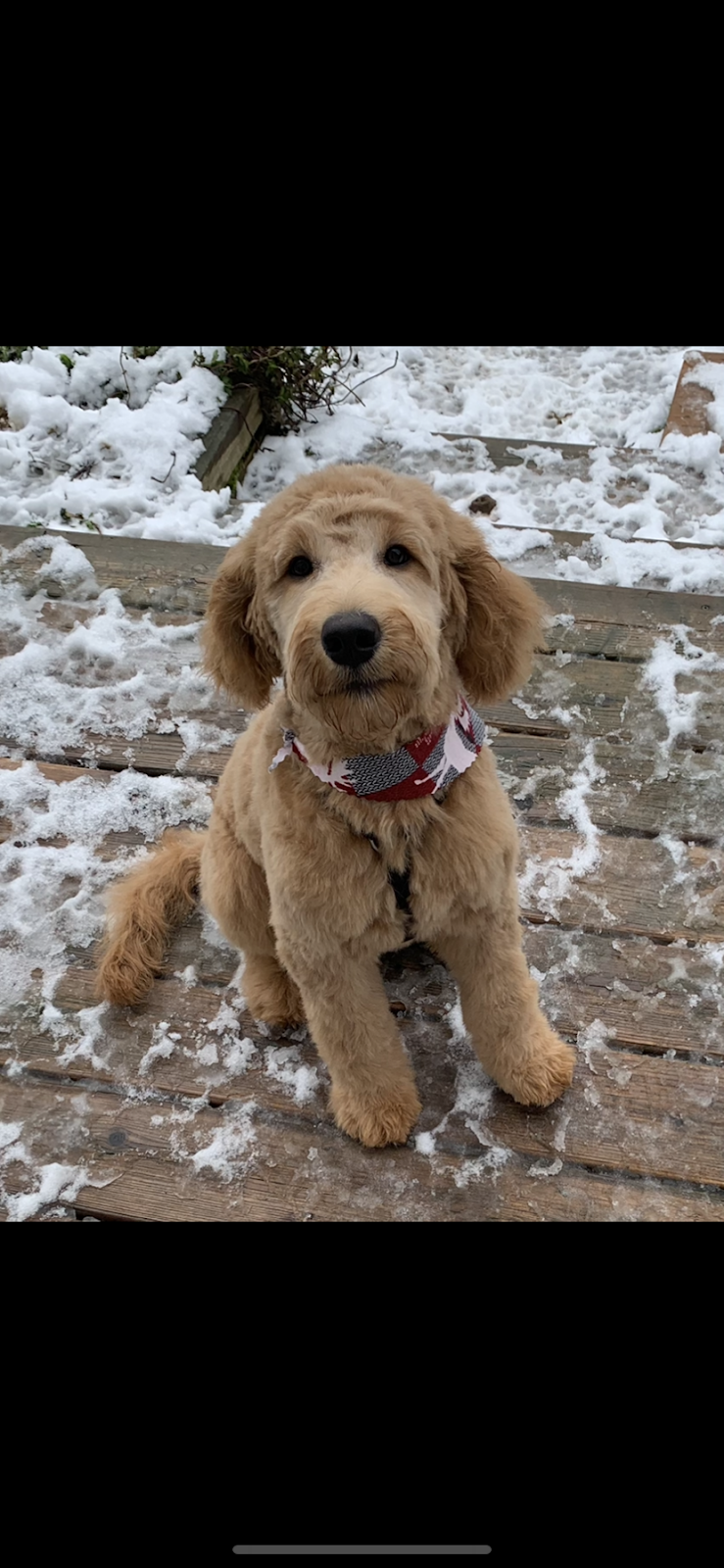 Wags Grooming Salon | 6 Beatrice Ln, Barrie, ON L4M 7H2, Canada | Phone: (613) 242-8100