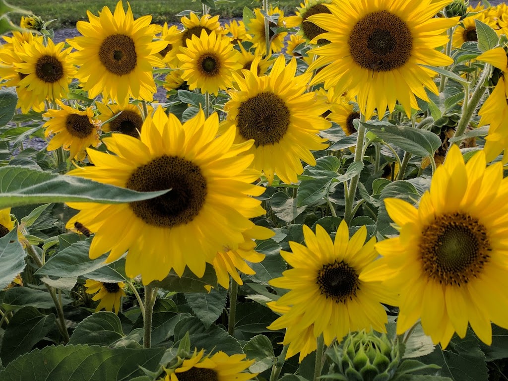 Martins Sweet Farm | 2423 20 Side Rd, Campbellville, ON L0P 1B0, Canada | Phone: (519) 820-8649