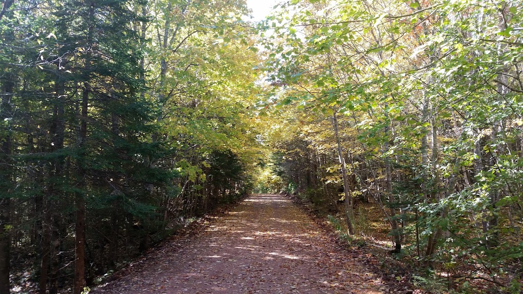 MacPhail Woods Forestry Project | 269 MacPhail Park Rd, Vernon Bridge, PE C0A 2E0, Canada | Phone: (902) 651-2575