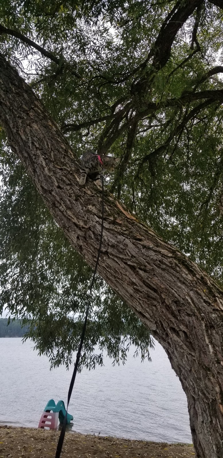 Camping Barbe inc. | 236 Chemin de Blue Sea, Blue Sea, QC J0X 1C0, Canada | Phone: (819) 463-3494