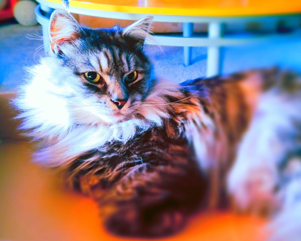 Devonian Veterinary Clinic | 1 Exploration Dr, Devon, AB T9G 1Z5, Canada | Phone: (780) 987-5780