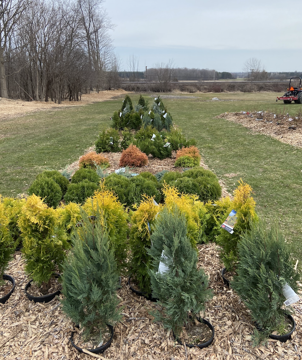 Mike and Loris Garden | 15617 County Rd 2, Brighton, ON K0K 1H0, Canada | Phone: (613) 439-8838