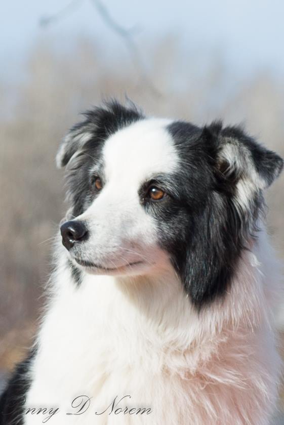 Calgary West Animal Hospital | 921 37 St SW, Calgary, AB T3C 1S4, Canada | Phone: (403) 246-8386