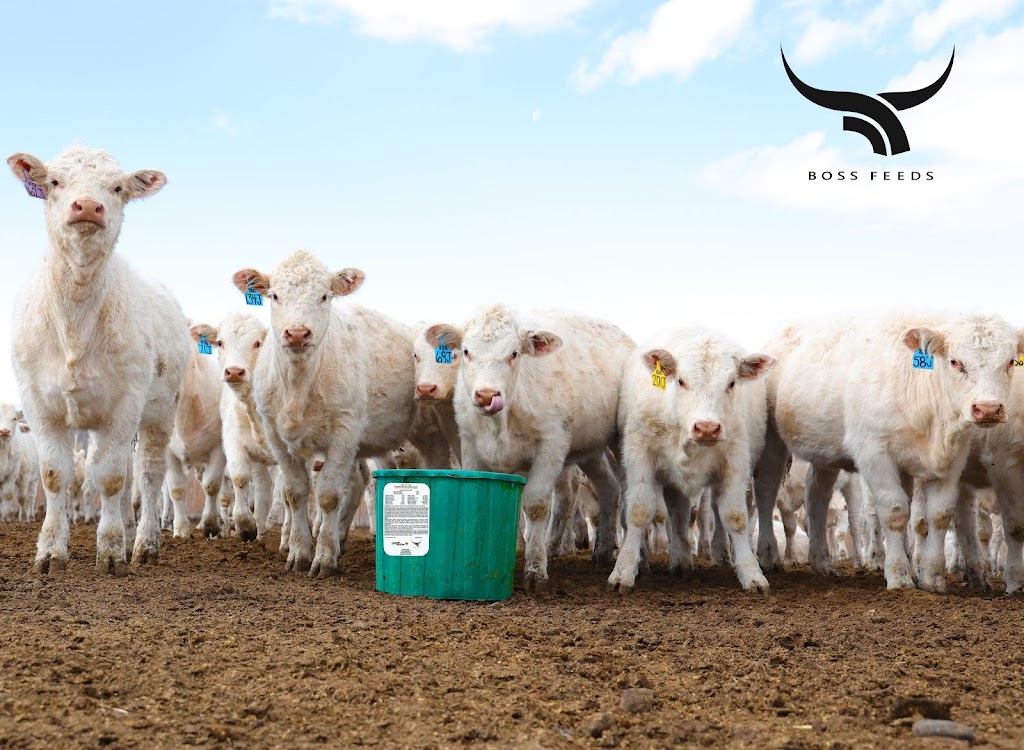 Boss Feeds | Box 316, Cardston, AB T0K 0K0, Canada | Phone: (403) 892-6657