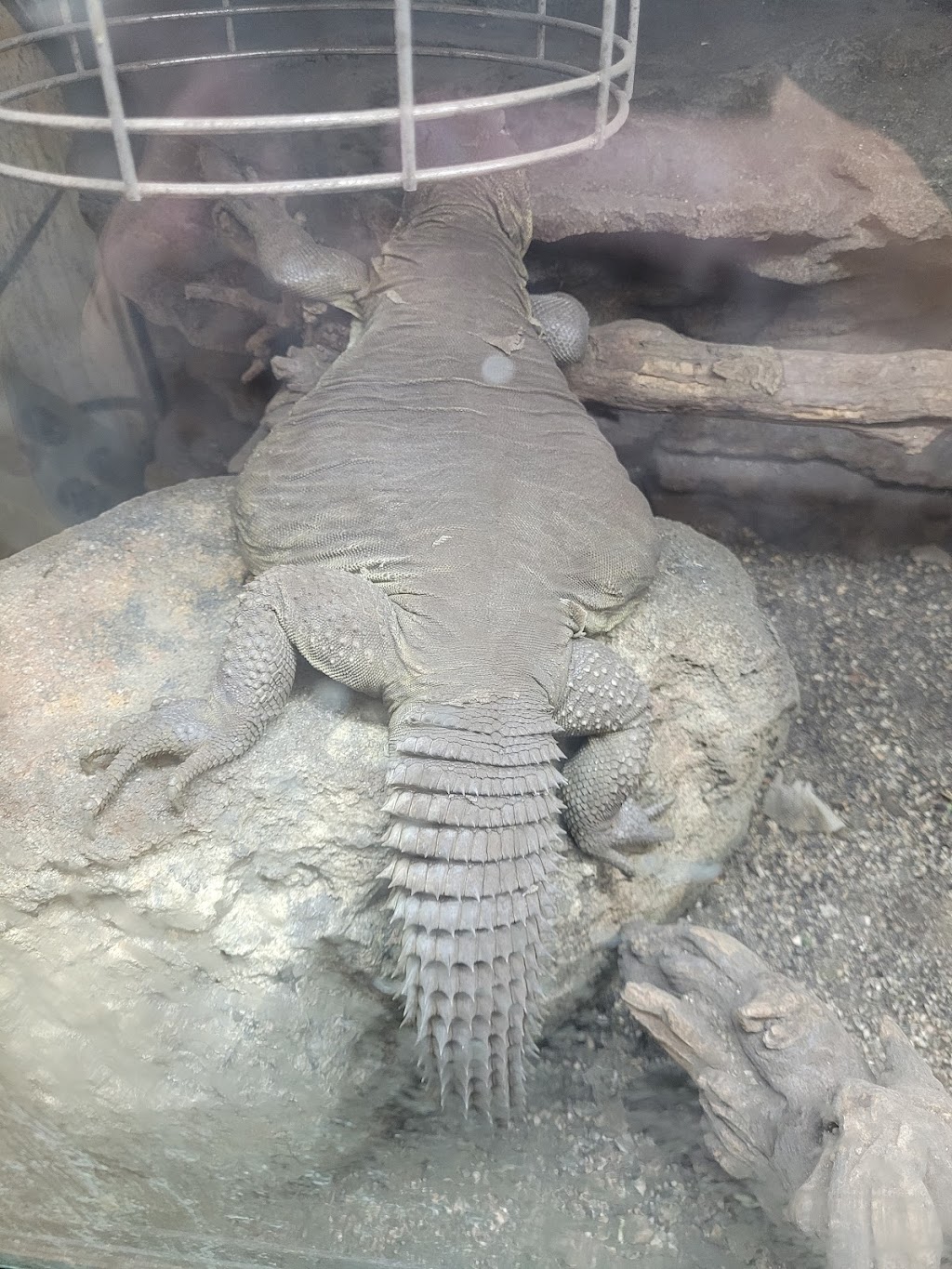 Winnipeg Reptiles | 6-1692 Dublin Ave, Winnipeg, MB R3H 1A8, Canada | Phone: (204) 632-6614