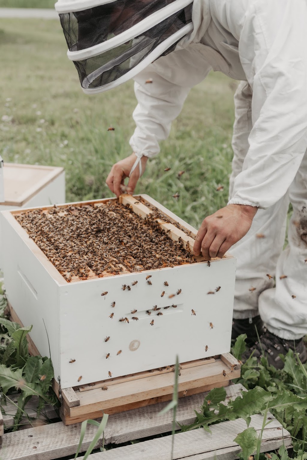 Les Jardins Biorégal Inc. | 504 5e Rang S, East Broughton, QC G0N 1G0, Canada | Phone: (418) 333-3669