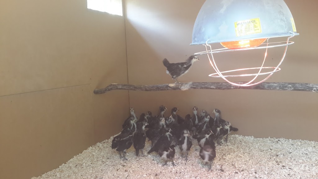 Rochester Hatchery | 9420 109 St, Westlock, AB T7P 2R4, Canada | Phone: (780) 307-3622