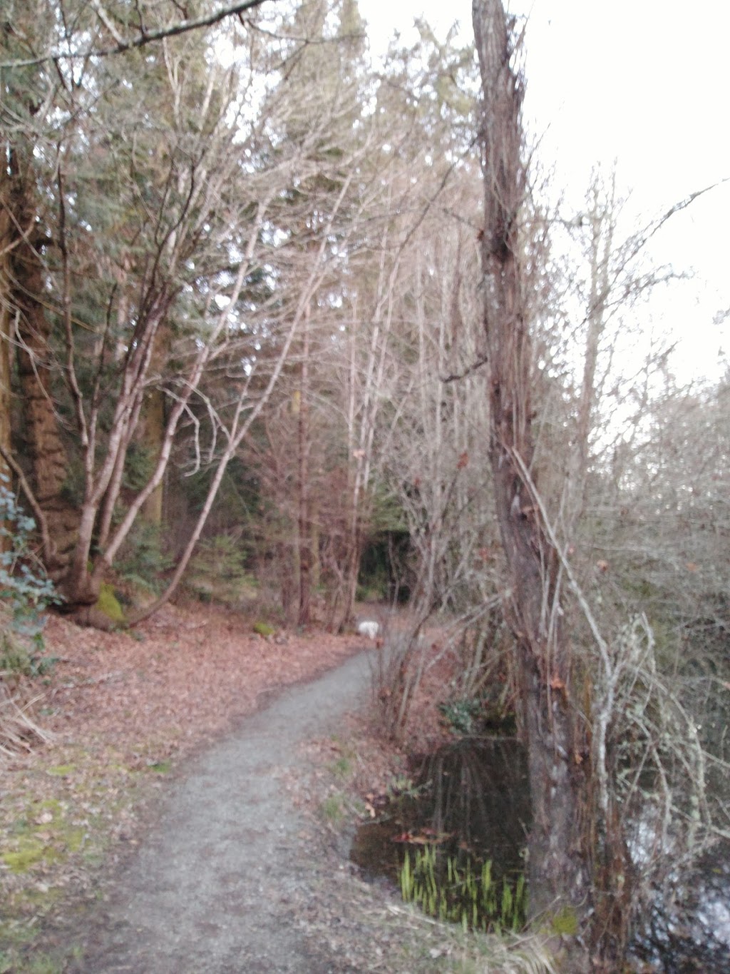 Duck Pond | 11119 Greenpark Dr, North Saanich, BC V8L 5N5, Canada