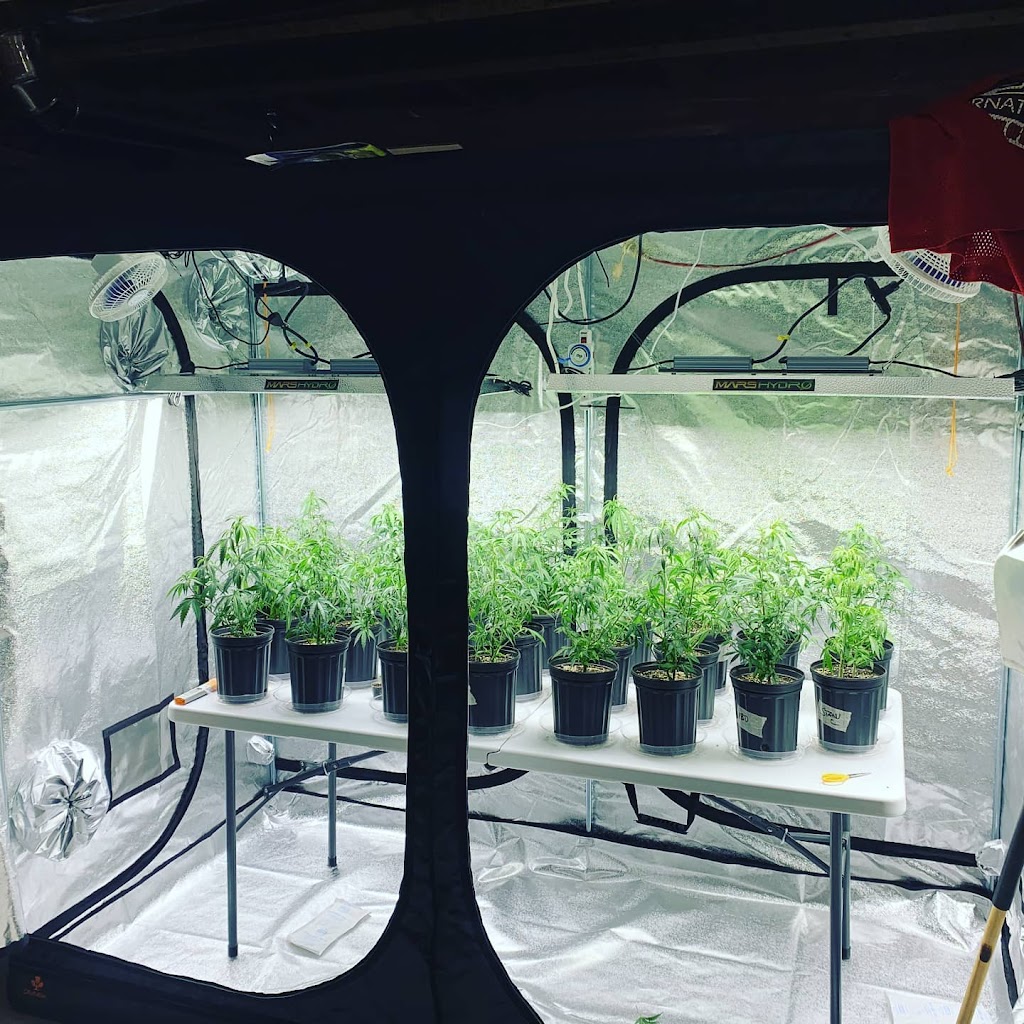Mister Medicinal | 11158 Hwy 124, South River, ON P0A 1X0, Canada | Phone: (613) 690-6272
