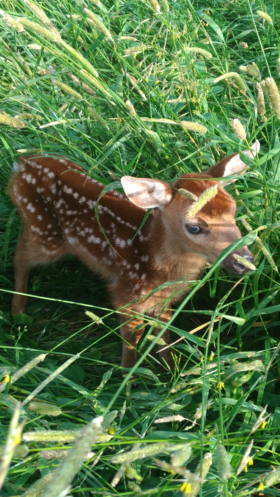 Eileen John Holland Nature Sanctuary | 1388 Old York Rd, Burlington, ON L7P 4Y6, Canada