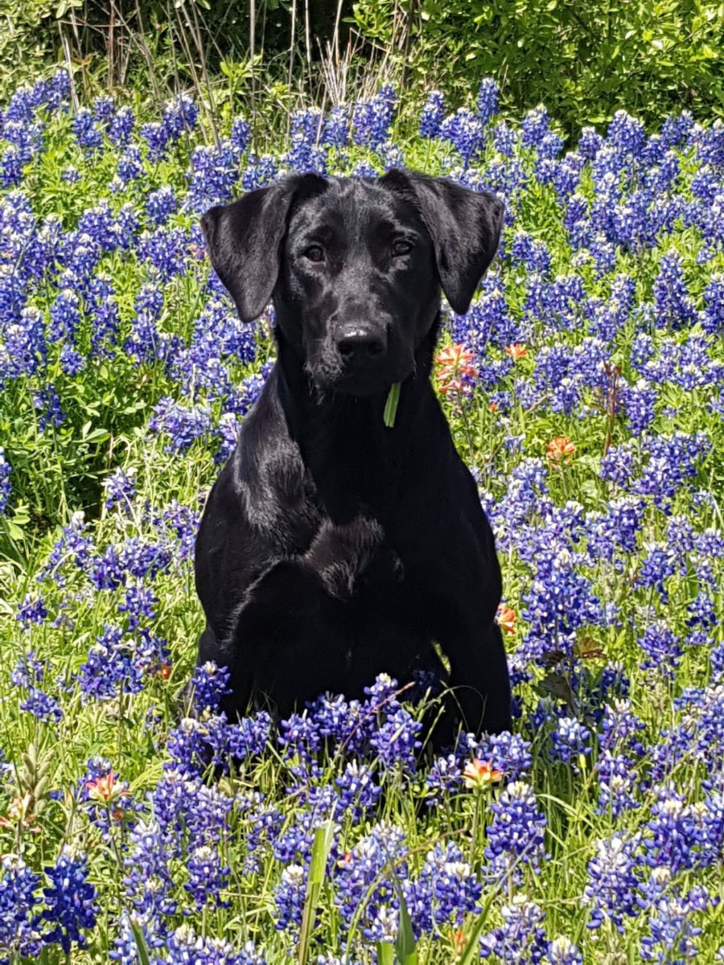 Club Mead Labradors | 2021 10 ave, Spruce View, AB T0M 1V0, Canada | Phone: (780) 387-0413
