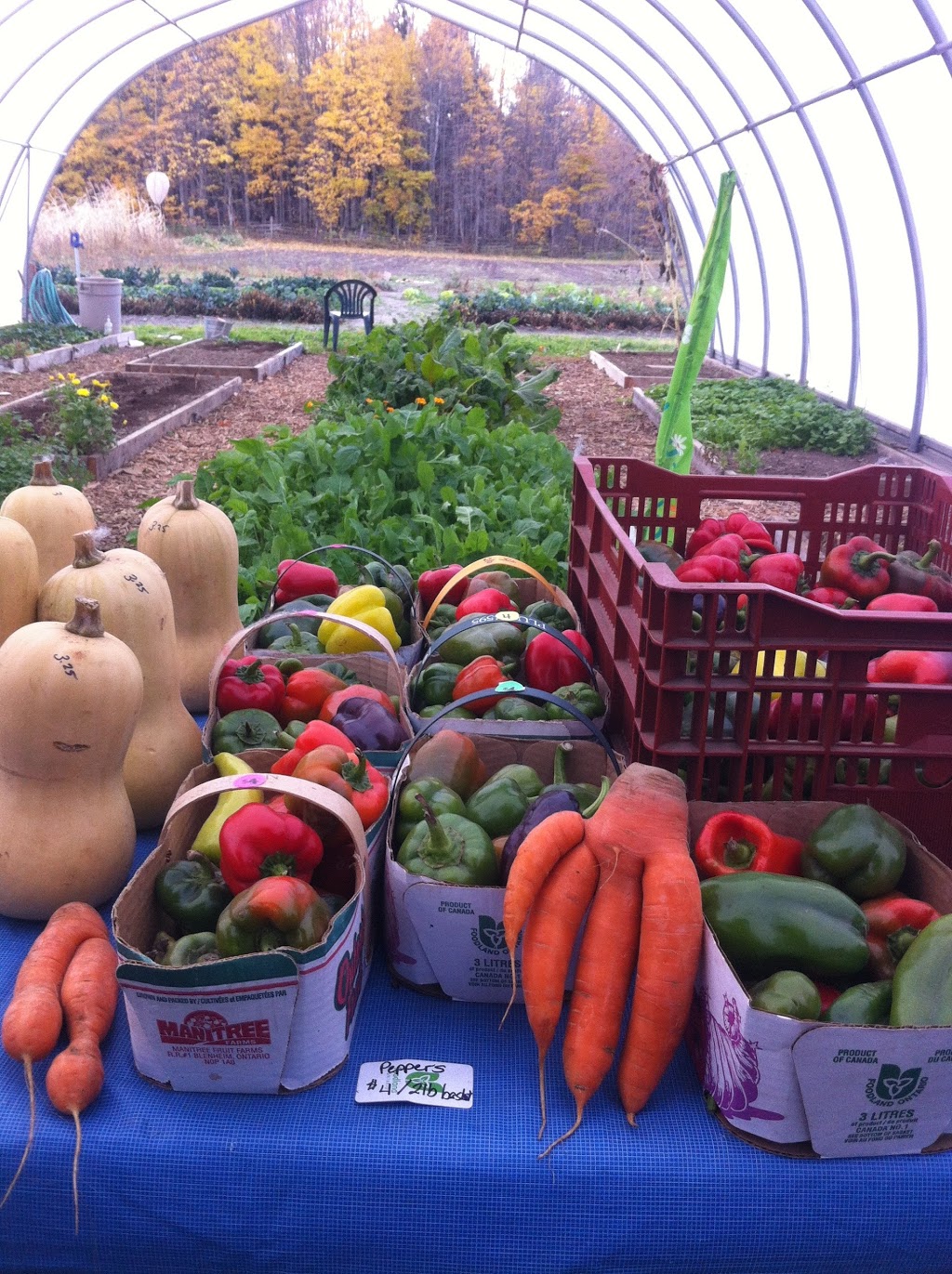 Moondance Organic Gardens | 8463 Line 5, Angus, ON L0M, Canada | Phone: (705) 719-8705