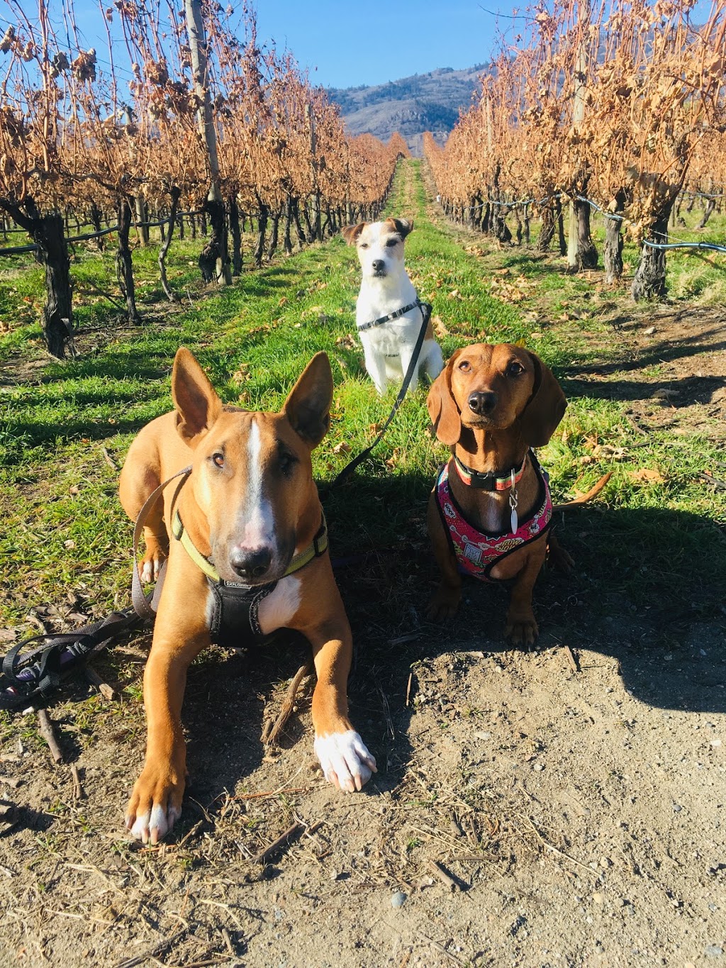 Kitty’s Dog Walking | 7600 Cottonwood Dr, Osoyoos, BC V0H 1V3, Canada | Phone: (250) 719-4677