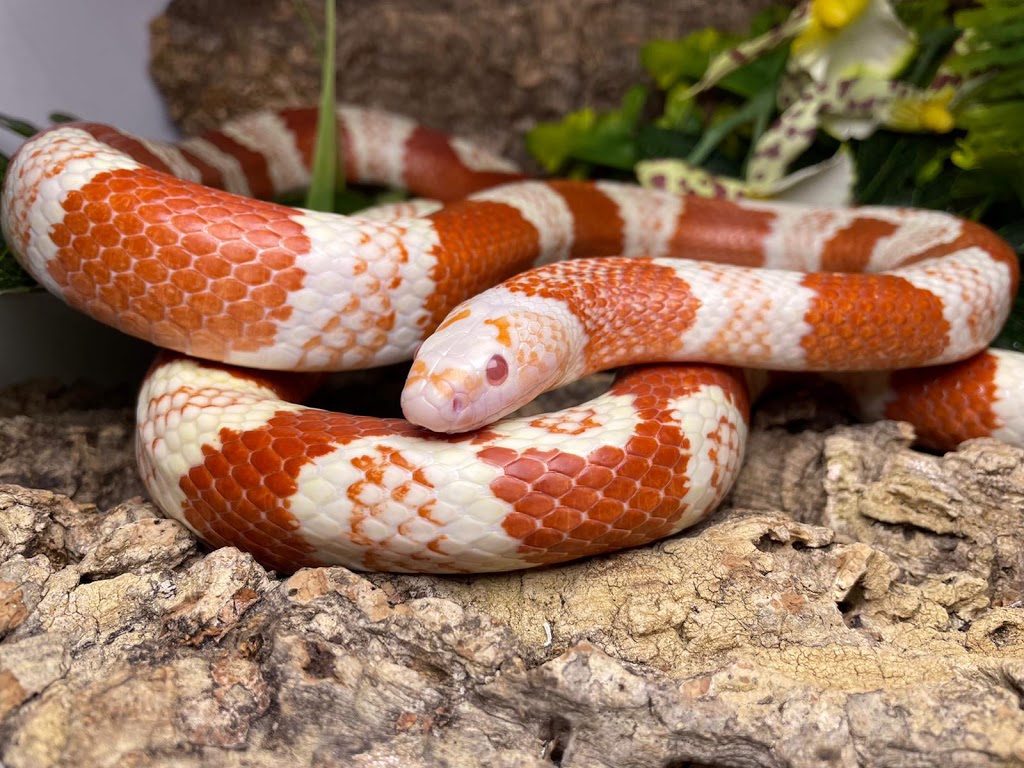 Reptile Mart | 550 Alden Rd unit 108, Markham, ON L3R 6A8, Canada | Phone: (647) 354-8848