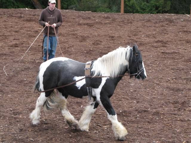 Pride Of Place Stables | 6110 Old East Rd, Victoria, BC V8Y 1V6, Canada | Phone: (250) 652-6713