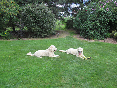 COUNTRY HOUSE DOODLES | 33780 Fingal Line, Fingal, ON N0L 1K0, Canada | Phone: (519) 769-2613