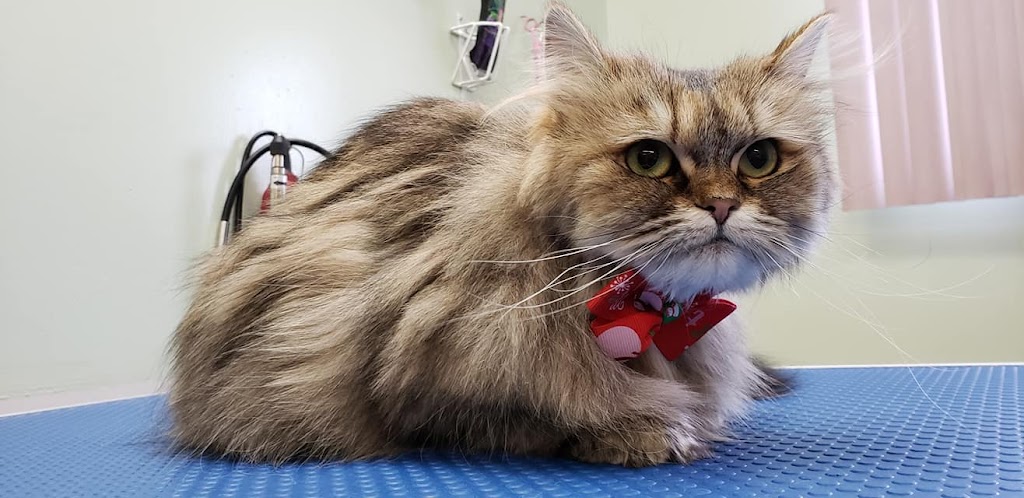 Kibbles n Clips | 485 Sackville Dr, Lower Sackville, NS B4C 2S1, Canada | Phone: (902) 865-5244