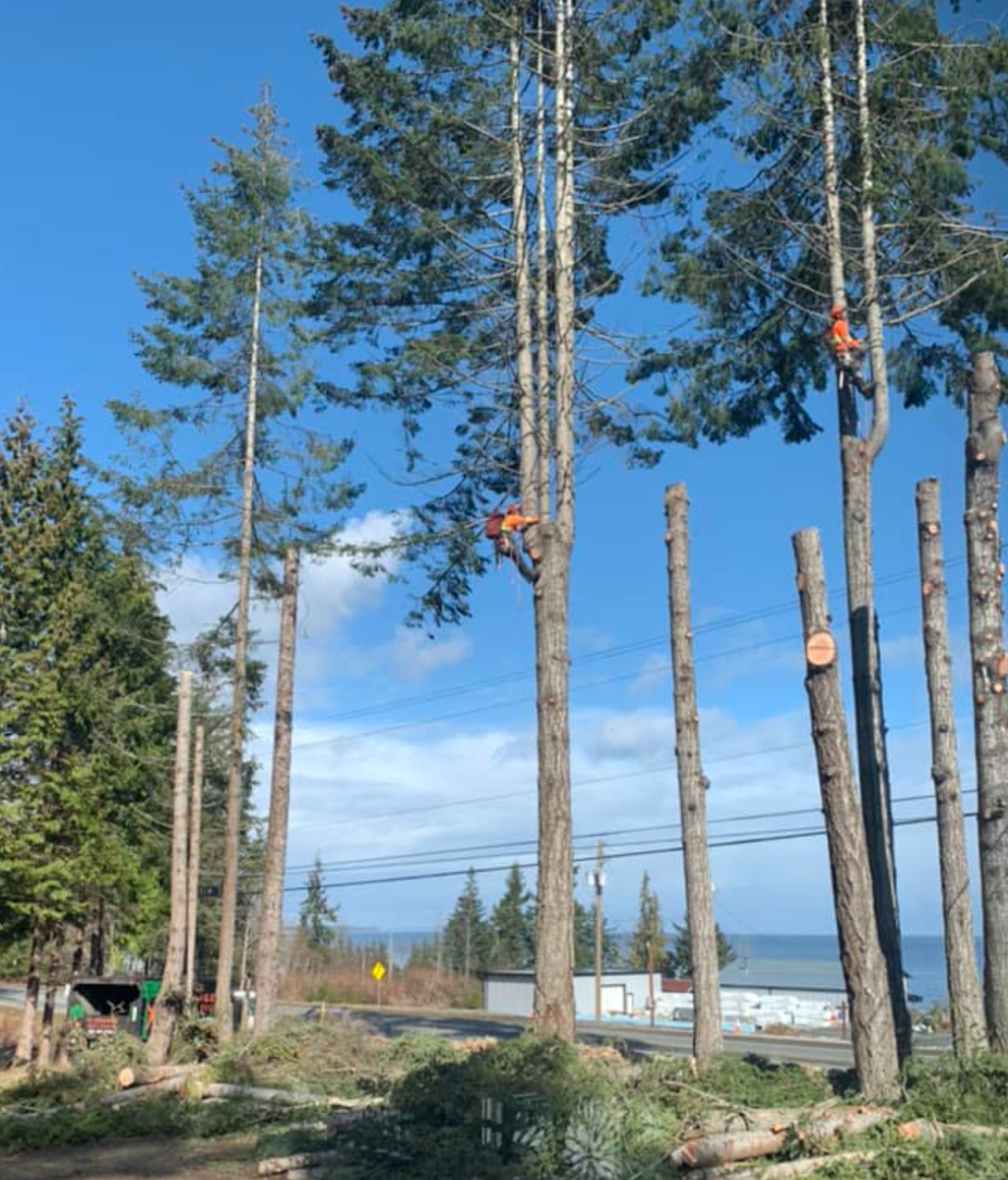 The Orange Tree Service | 1474 Hurford Ave, Courtenay, BC V9N 6X3, Canada | Phone: (250) 207-6764