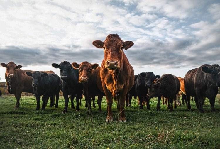 Ferme Simon Fortin Inc. | 1089 Québec 271 N, Sainte-Clotilde-de-Beauce, QC G0N 1C0, Canada | Phone: (418) 957-9464