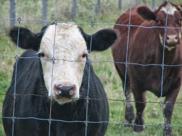 Lake Land Meats | 1226 St Paul St W, St. Catharines, ON L2R 6P7, Canada | Phone: (905) 688-4570