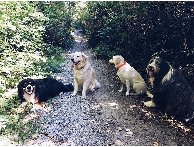 Happy Waggerz | West Vancouver, BC V7S 2C7, Canada | Phone: (604) 440-3553