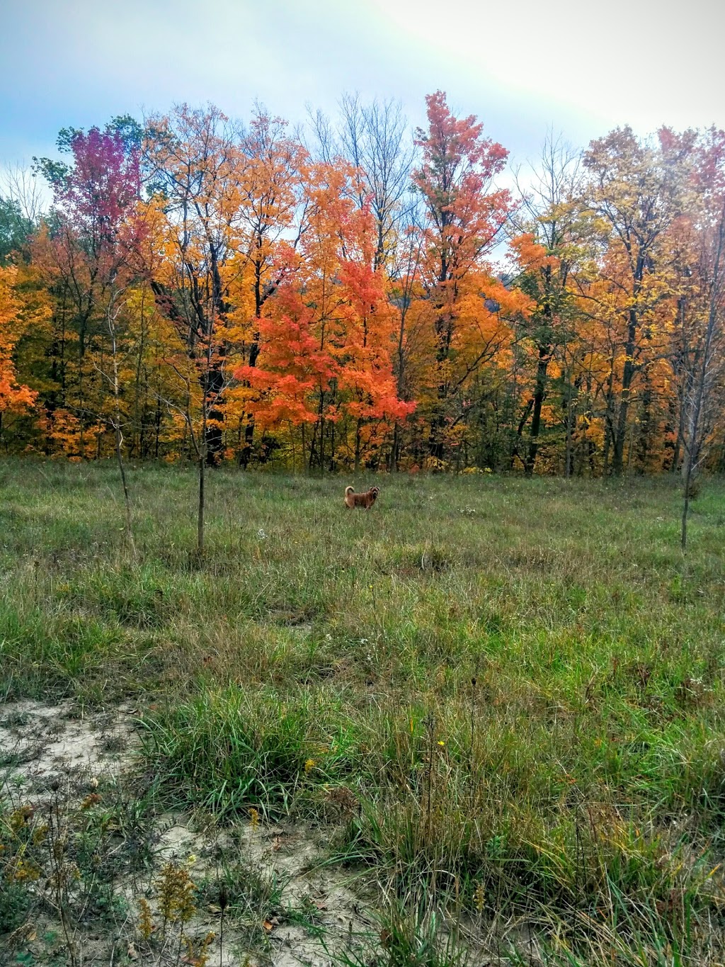 McMaster Conservation Corridor | Monarch Trail, Hamilton, ON L9H 5E3, Canada