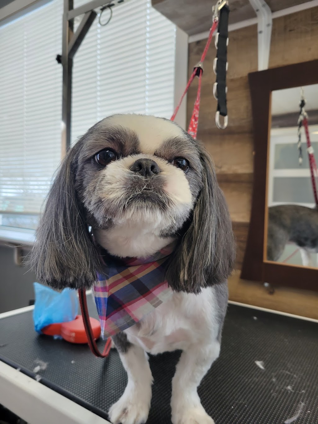 Marshas grooming palace | 979 Baseline Rd, Cornhill, NB E4Z 1J4, Canada | Phone: 988-0925