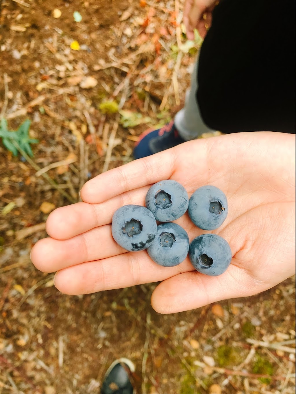 Sunflower Organic Blueberry Farm | 11131 Blundell Rd, Richmond, BC V6Y 1L4, Canada | Phone: (778) 996-4832