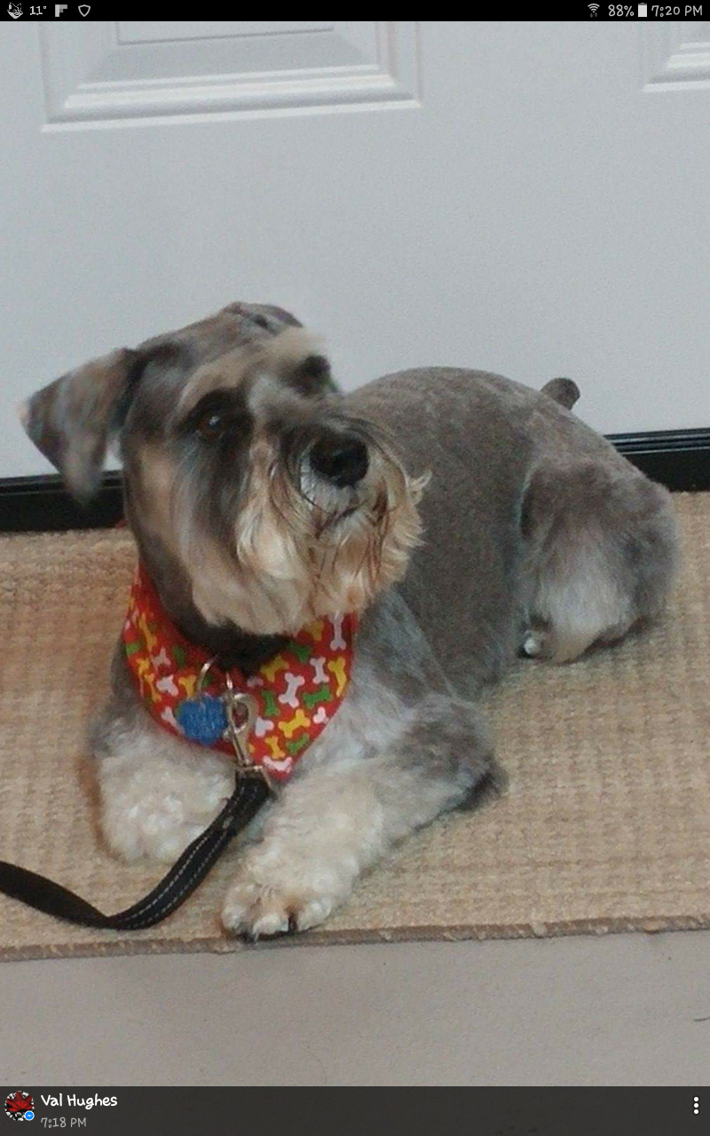 ACTIVE PET GROOMING | 255 Dundas St, Woodstock, ON N4S 1A9, Canada | Phone: (519) 421-1336