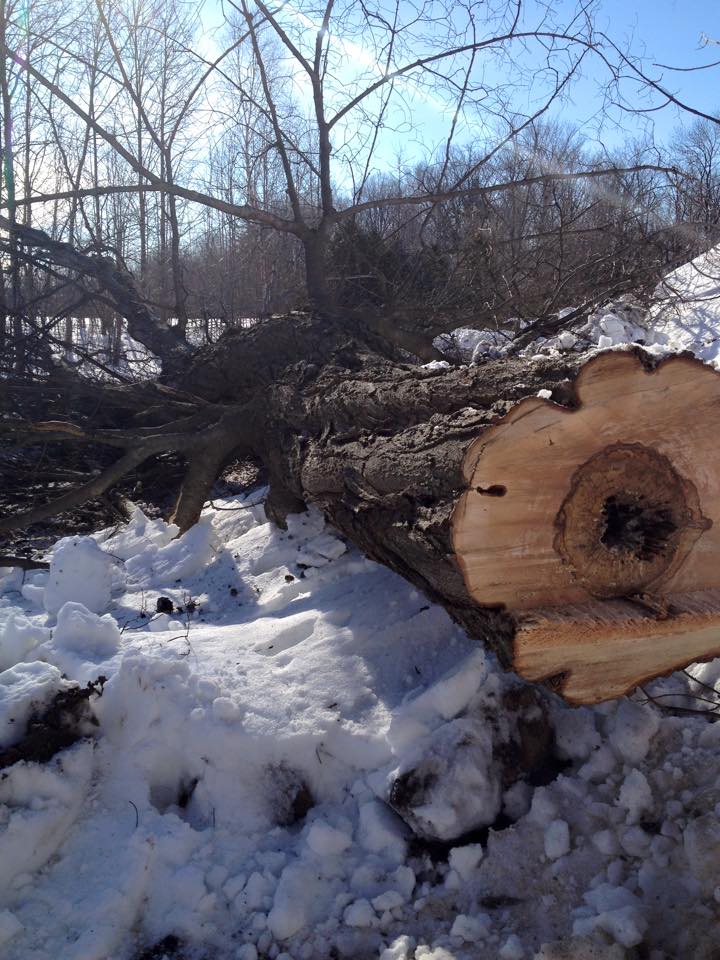 Beckett Tree Service | 318754, Grey Rd 1, Owen Sound, ON N4K 5N4, Canada | Phone: (519) 375-6274