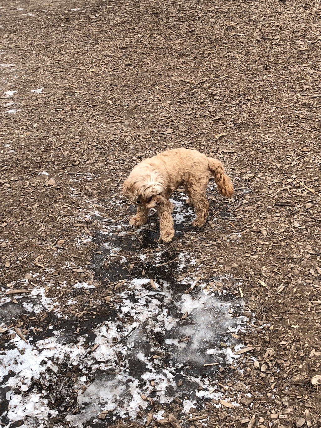 Lions Club Dog Park | 25 Talbot St, St Thomas, ON N5R 3C9, Canada