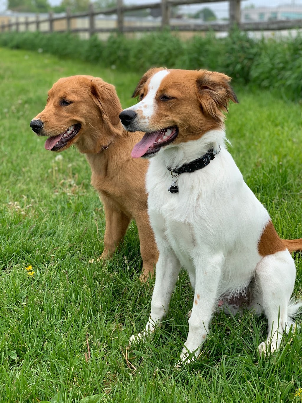 Pawsre Us Dog Walkers | 19 Fairlin Dr, Toronto, ON M9B 4J1, Canada | Phone: (647) 808-2372