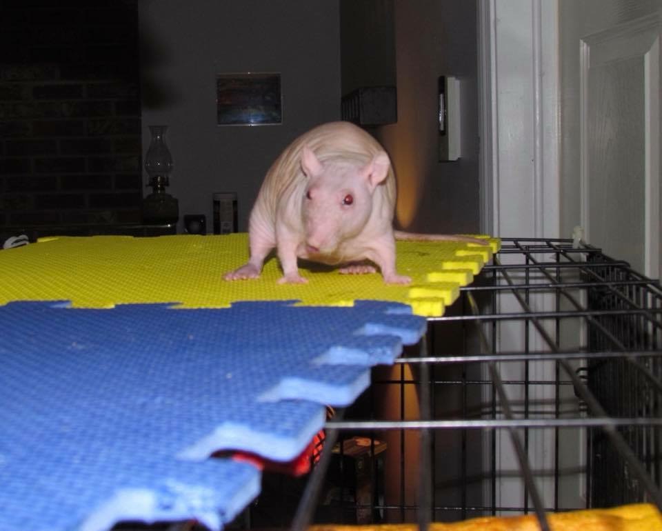 DeBruins Darlings Rattery | 1770 Old Brook Rd, Kingston, NS B0P 1R0, Canada | Phone: (902) 349-7971