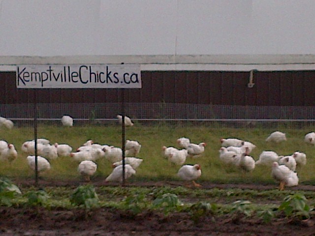 Kemptville Chicks | 163 Muldoon Rd, Kemptville, ON K0G 1J0, Canada | Phone: (613) 853-4957