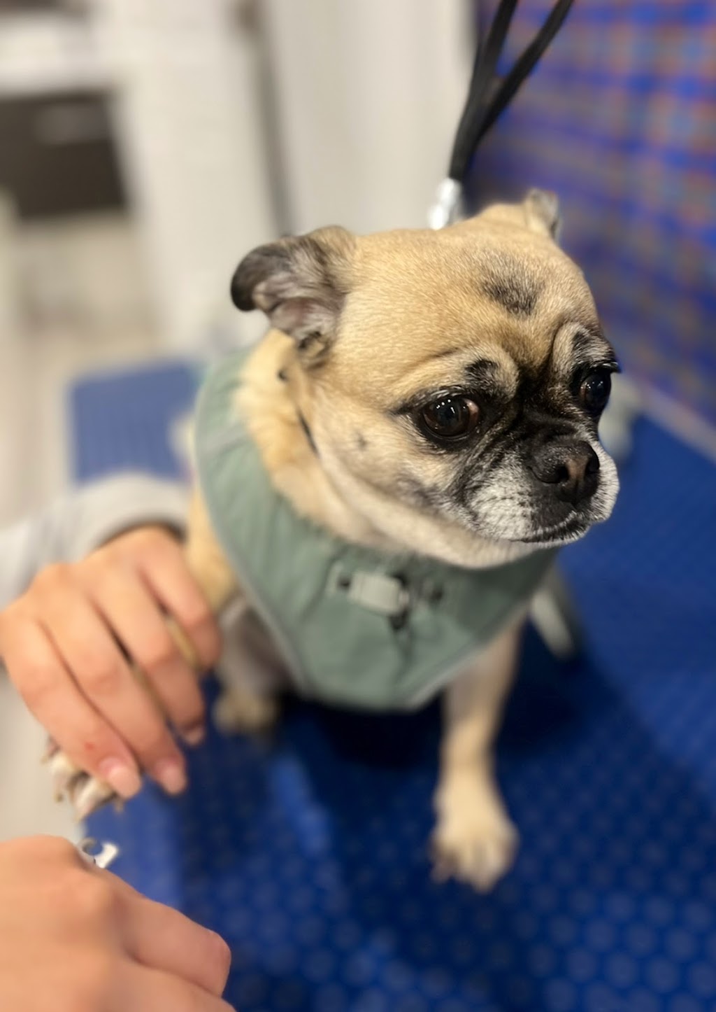 Uplands Pet Service | 29 Fox Hunt Ave, Ottawa, ON K1V 0B1, Canada | Phone: (343) 204-1585