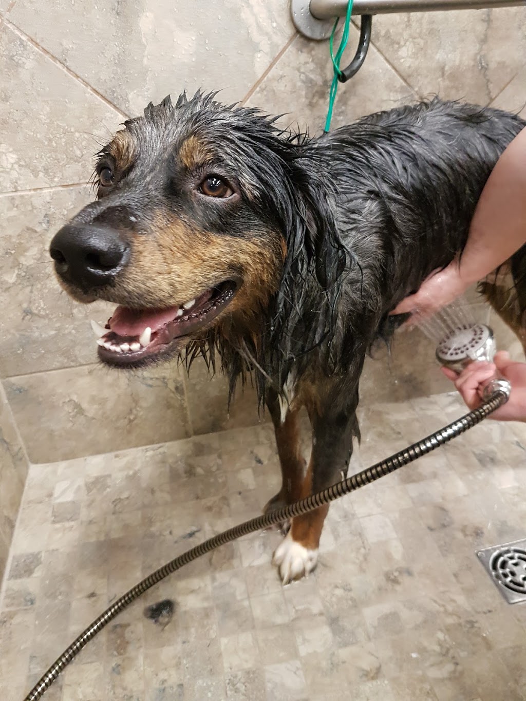 Pet Valu | 27 Marion St, Winnipeg, MB R2H 0S8, Canada | Phone: (204) 237-7383