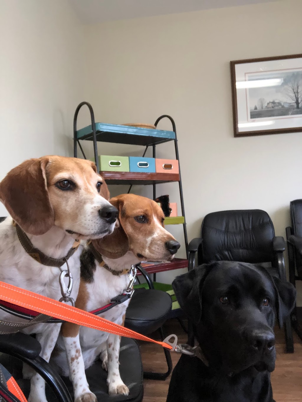 Berwick Animal Hospital | 4242 Nova Scotia Trunk 1, Berwick, NS B0P 1E0, Canada | Phone: (902) 538-8039