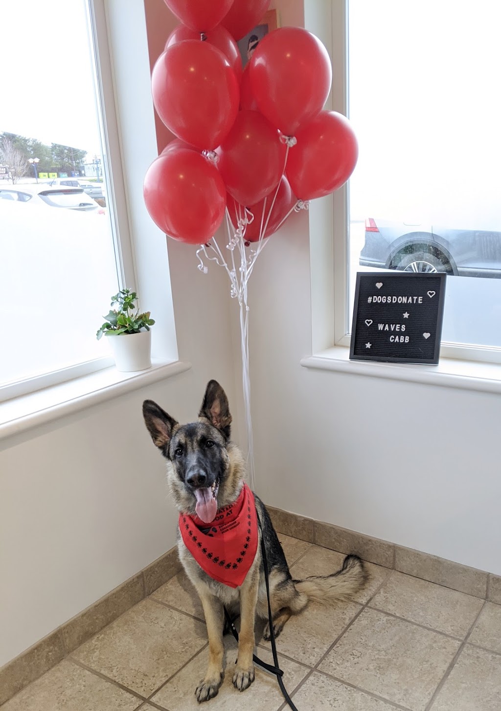 WAVES -westcoast animal veterinary emergency specialty hospital | 947 Langford Pkwy, Victoria, BC V9B 0A5, Canada | Phone: (778) 432-4322