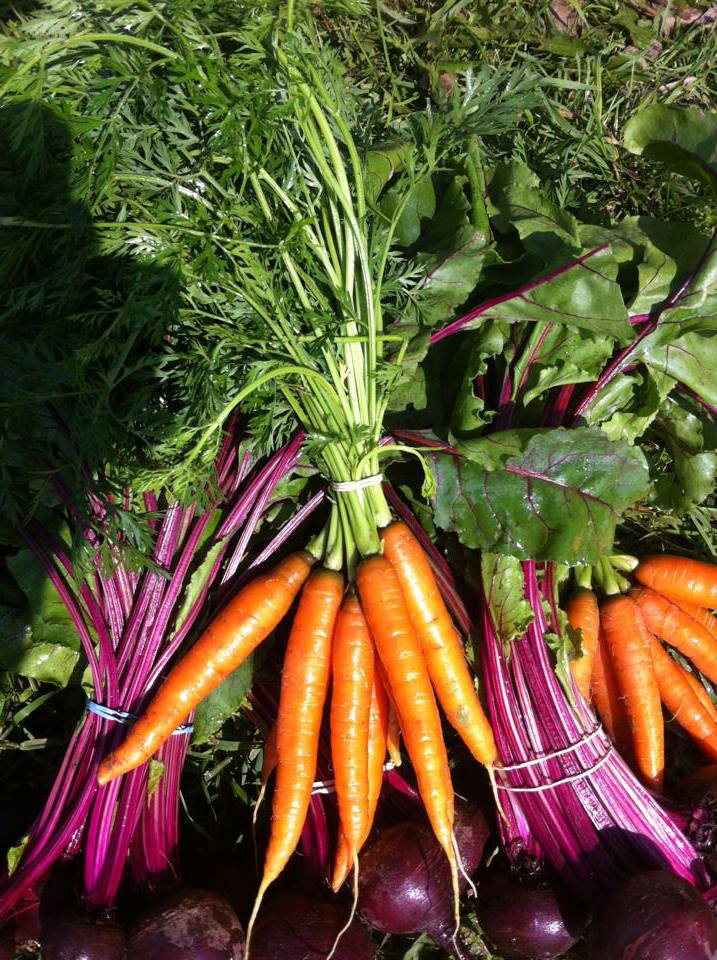 Moondance Organic Gardens | 8463 Line 5, Angus, ON L0M, Canada | Phone: (705) 719-8705