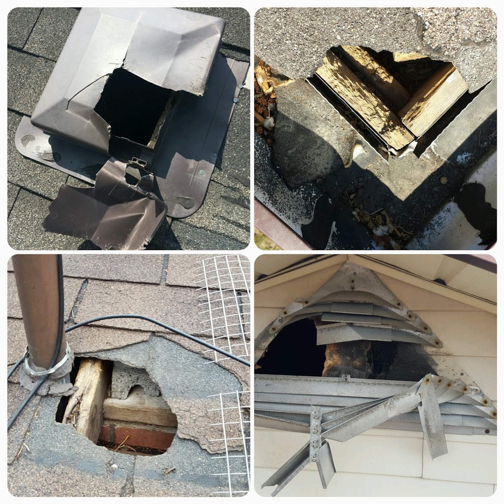 Apex Wildlife & Pest Control Ltd | 30 Alphonsus Ct, Tottenham, ON L0G 1W0, Canada | Phone: (647) 988-5034