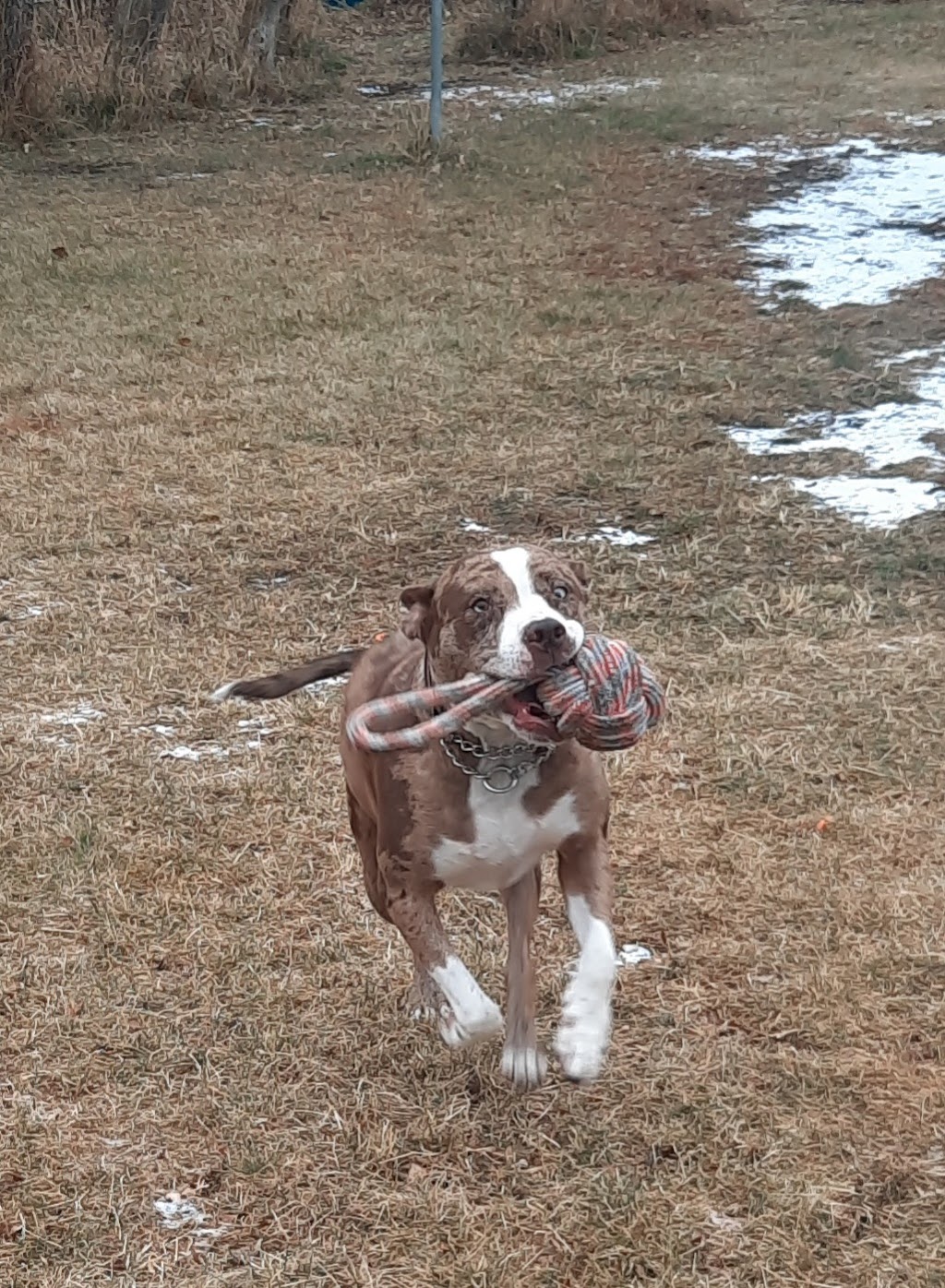 Country Kennels | 48412 Range Rd 260 RR 1 Stn Main, Leduc, AB T9E 2X1, Canada | Phone: (780) 986-4664