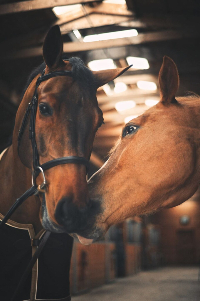 Poplar Lane Farm | 6309 Old East Rd, Victoria, BC V8Y 1R7, Canada | Phone: (250) 516-6618