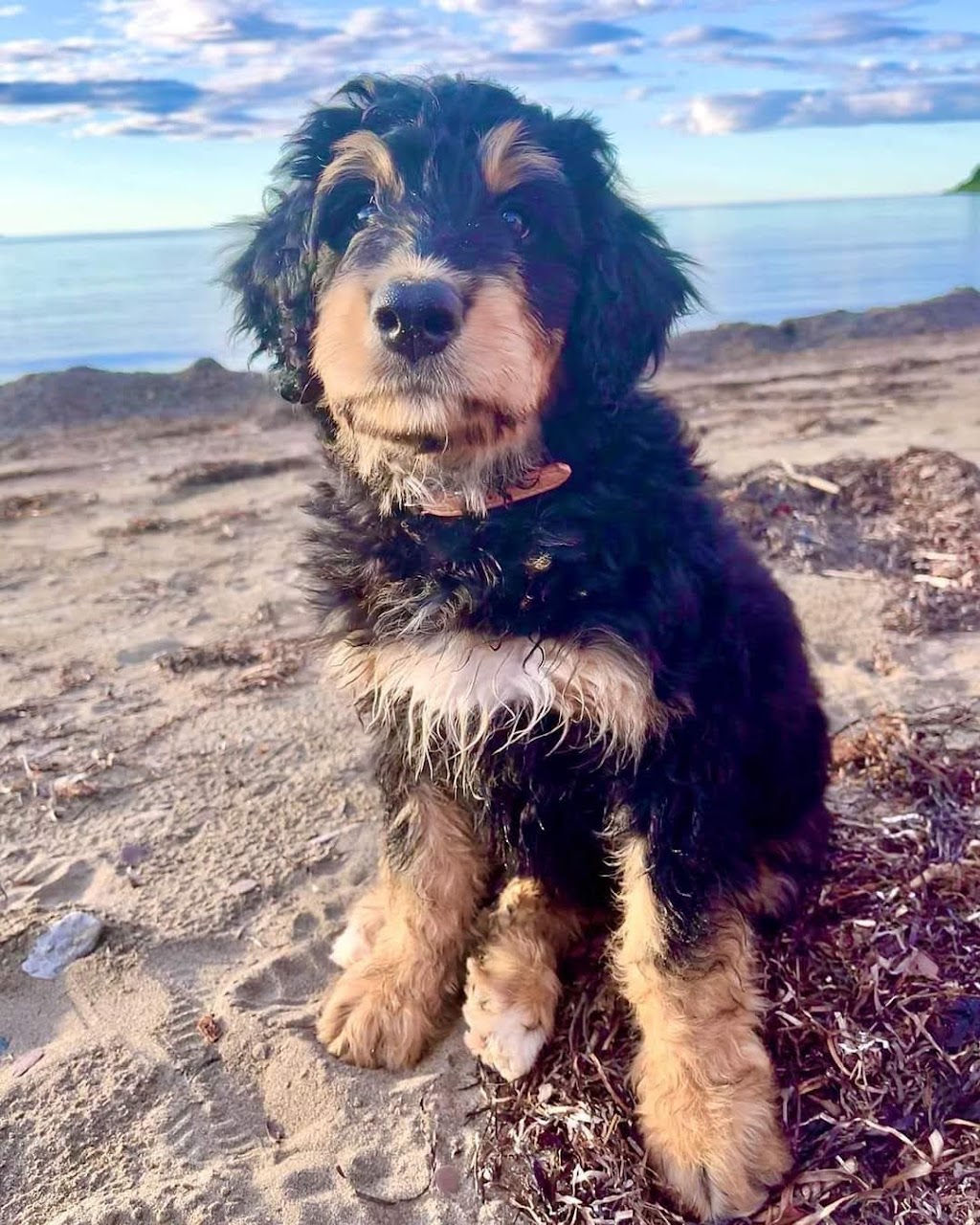 Better with a Bernedoodle | Berry Mills Rd, Berry Mills, NB E1G 0M4, Canada | Phone: (506) 227-3191
