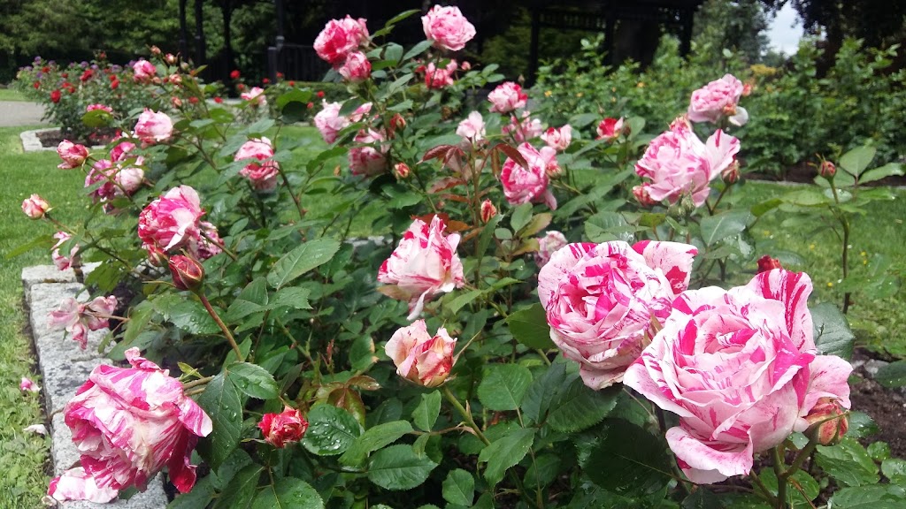 Queens Park Rose Garden | New Westminster, BC V3L, Canada | Phone: (604) 777-5111
