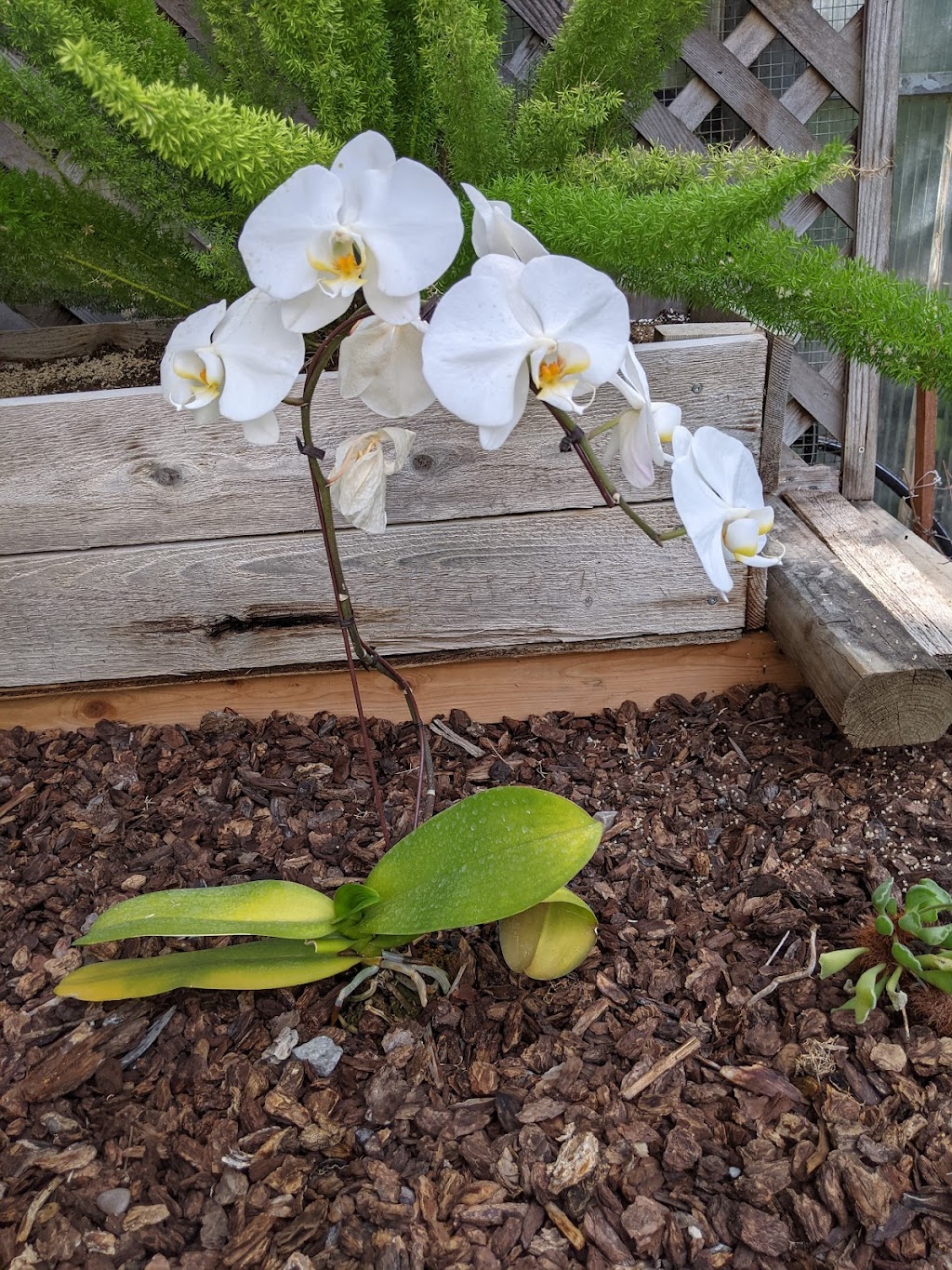 Butterfly World, Coombs | 1080 Winchester Rd, Coombs, BC V0R 1M0, Canada | Phone: (250) 248-7026
