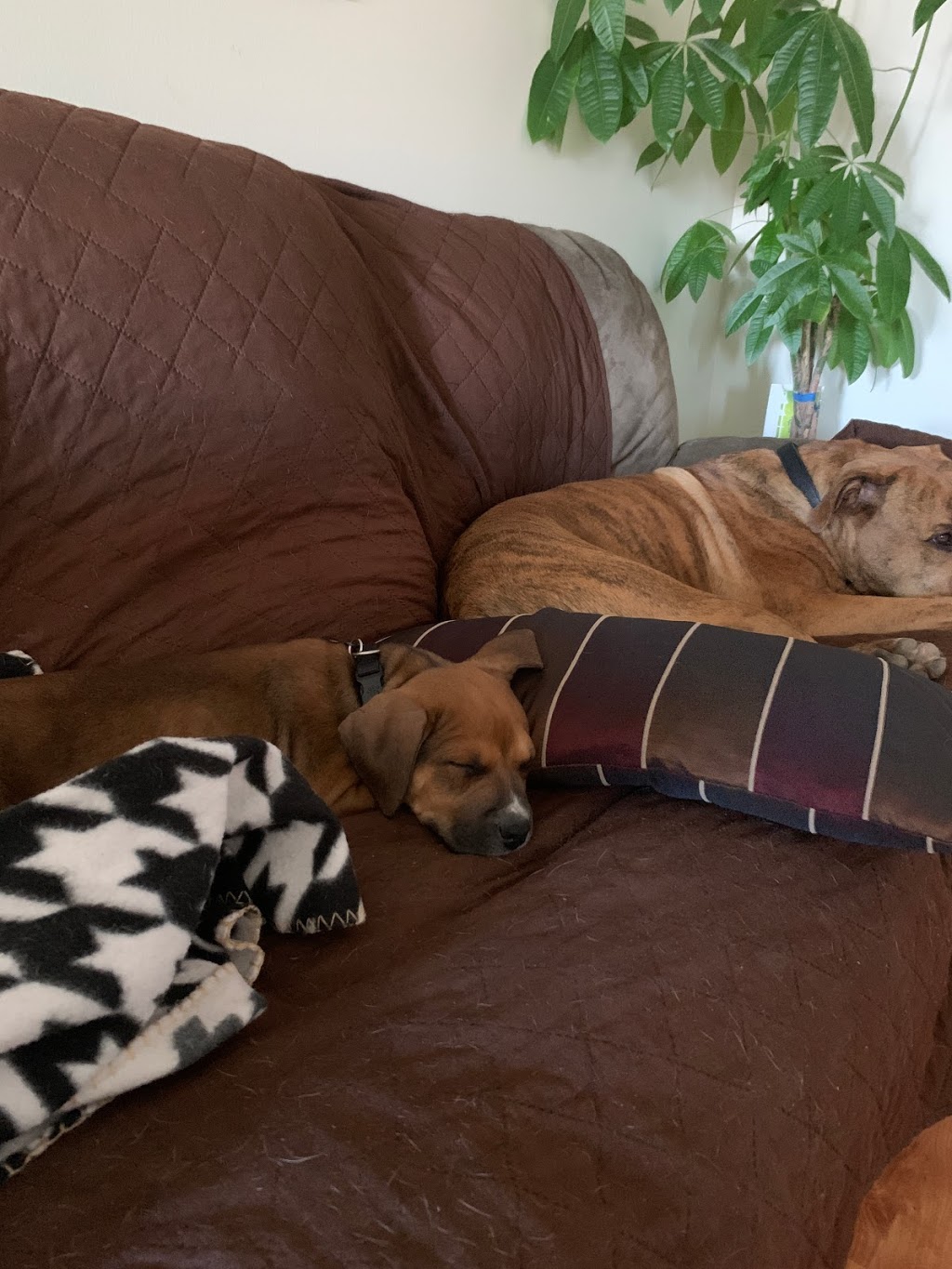 Daniels Doggie Daycare, Summer Walking and Pet Sitting | 74 Longview Dr, Bradford, ON L3Z 2Z1, Canada | Phone: (905) 830-2327